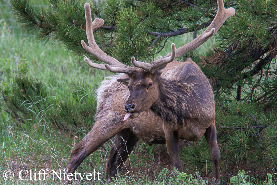 A Huge Bull Elk Sticking Out his Tongue, REF: ELK014