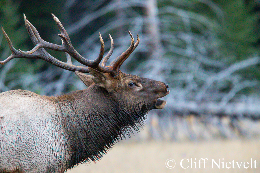 Bugling Bull Elk Profile, REF: ELK015