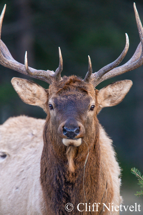 Bull Elk Portrait, REF: ELK016