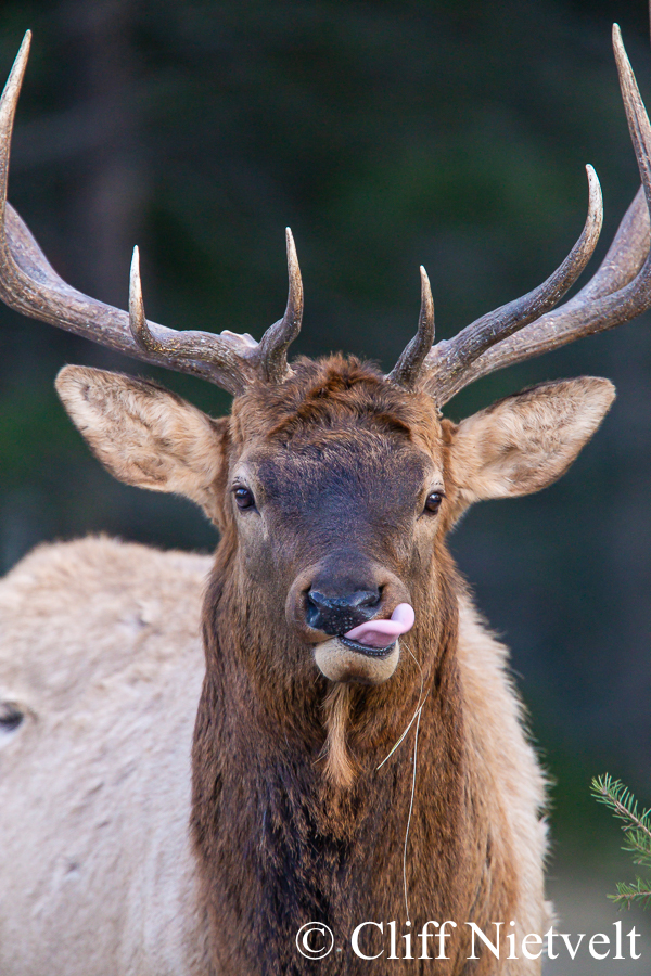 Bull Elk Tongue, REF: ELK017