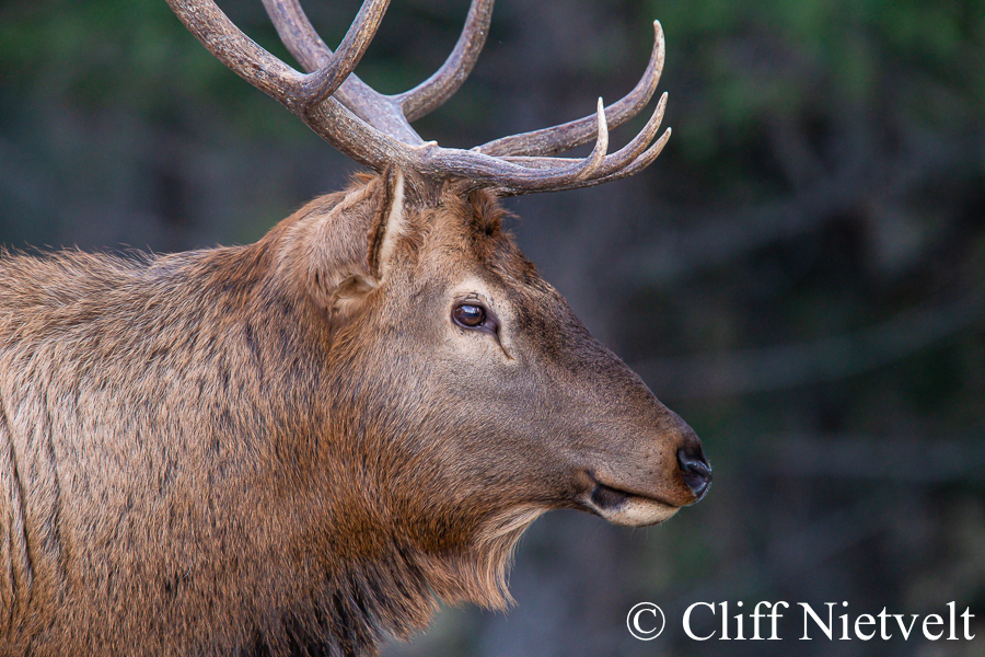 Bull Elk Profile, REF: ELK018