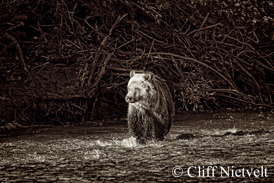 Grizzly Cub in Stream, Ref: GB001