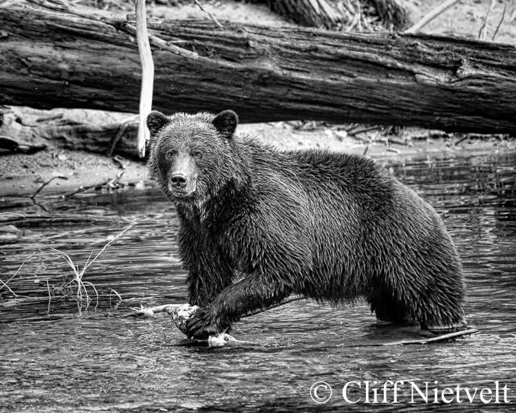Sow Grizzly With a Salmon, REF: GB002