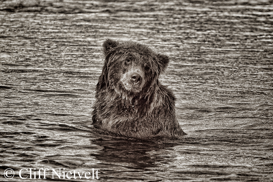 Wet Grizzly, REF: GB003