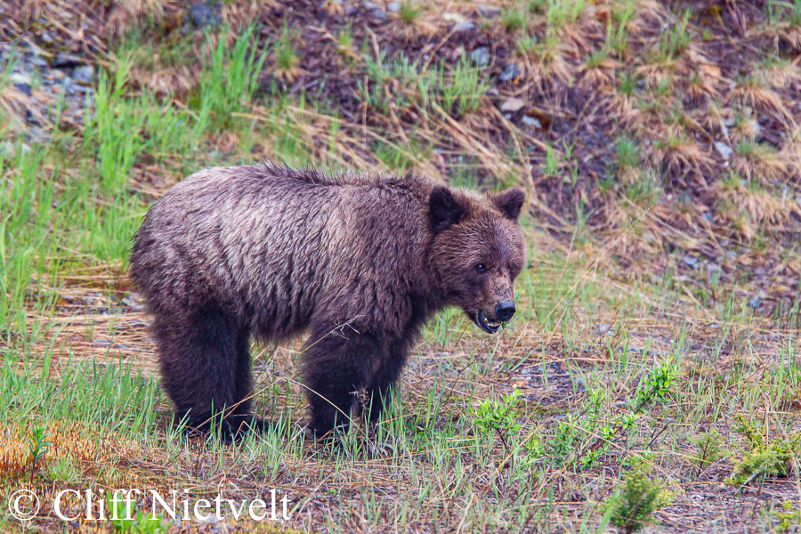 Young Grizzly Bear Foraging, REF: GB005