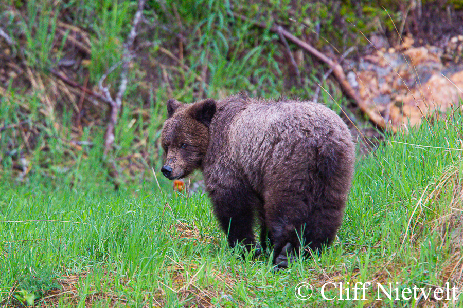 Young Grizzly Bear Looking Back, REF GB006