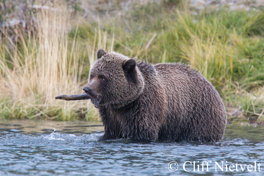 Young Male Grizzly Bear With a Stick, REF: 007