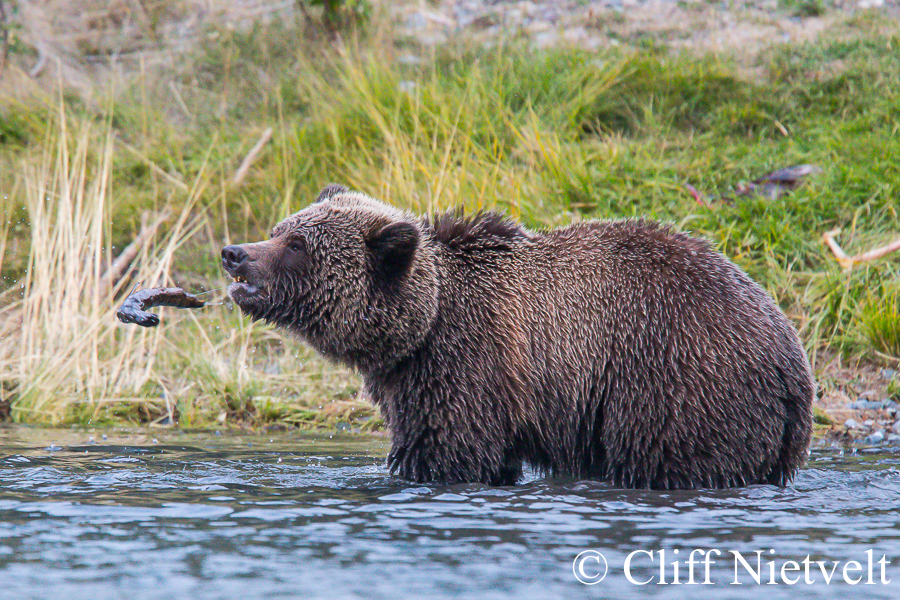 Young Male Grizzly Bear Tossing a Stick, REF: 008