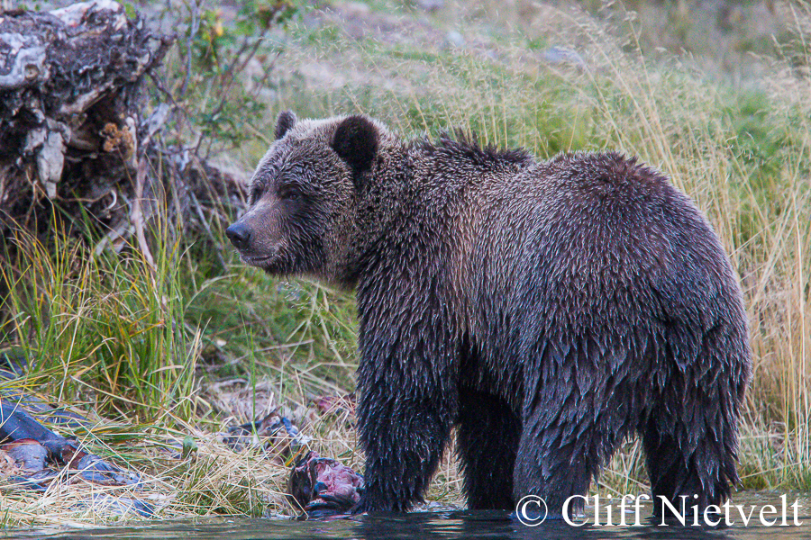 Young Male Grizzly Bear Feeding on Salmon, REF: GB009
