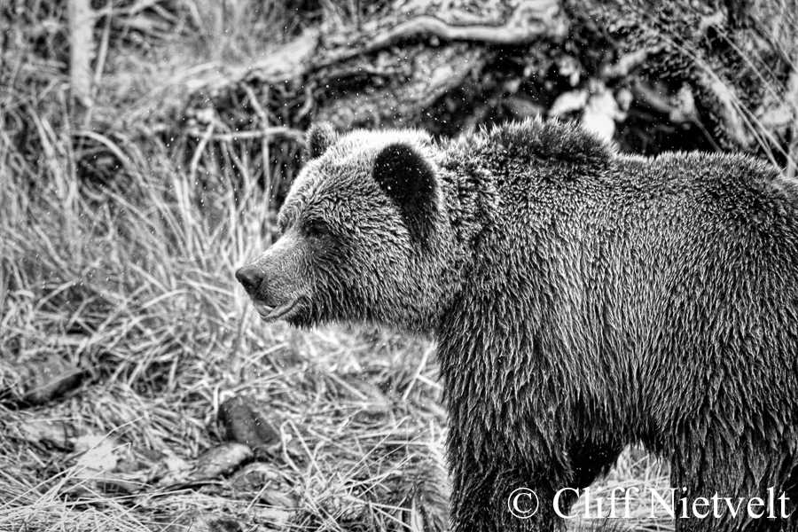 Black and White Portrait of a Young Male Grizzly Bear, REF: 010