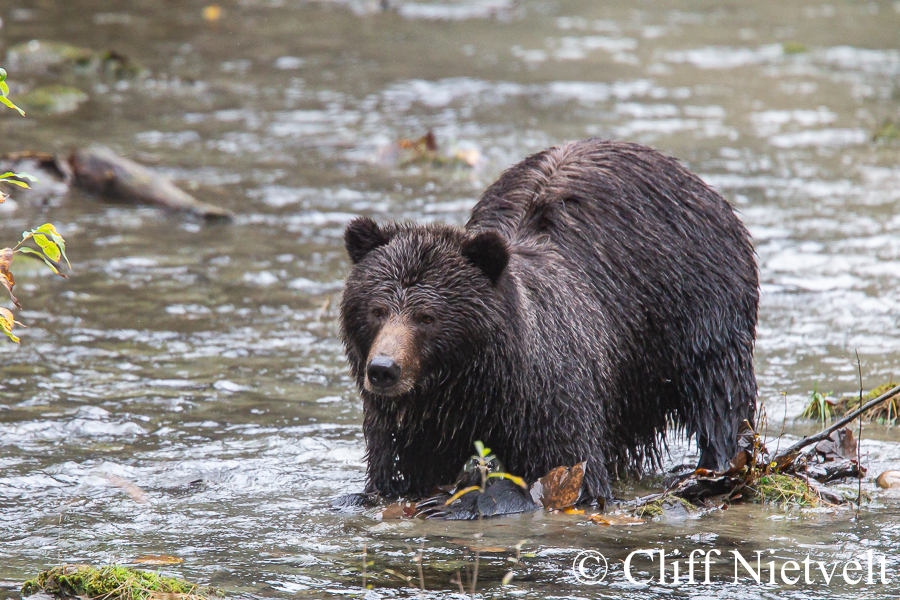 A Sow Grizzly Bear Trying to Catch Salmon, REF: GB 011