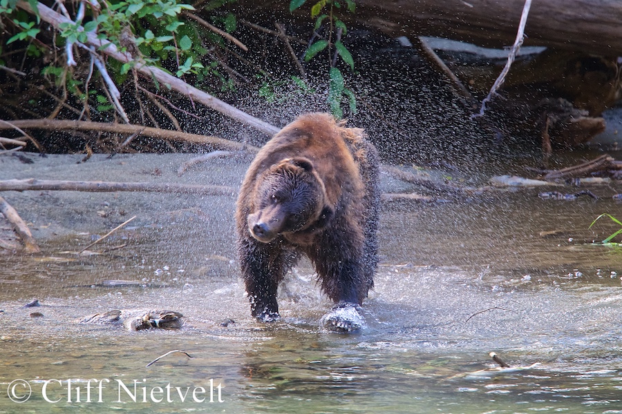 A Sow Grizzly Bear Shaking, REF: GB012