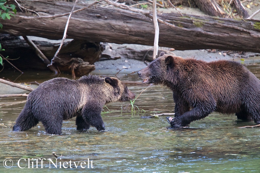Grizzly Bear Cub Wants Some of Mom's Salmon, REF: GB013