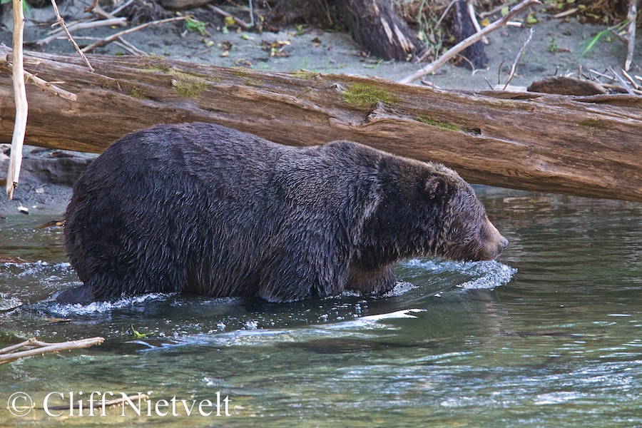 Large Male Grizzly Bear Wading into the River, REF: GB014