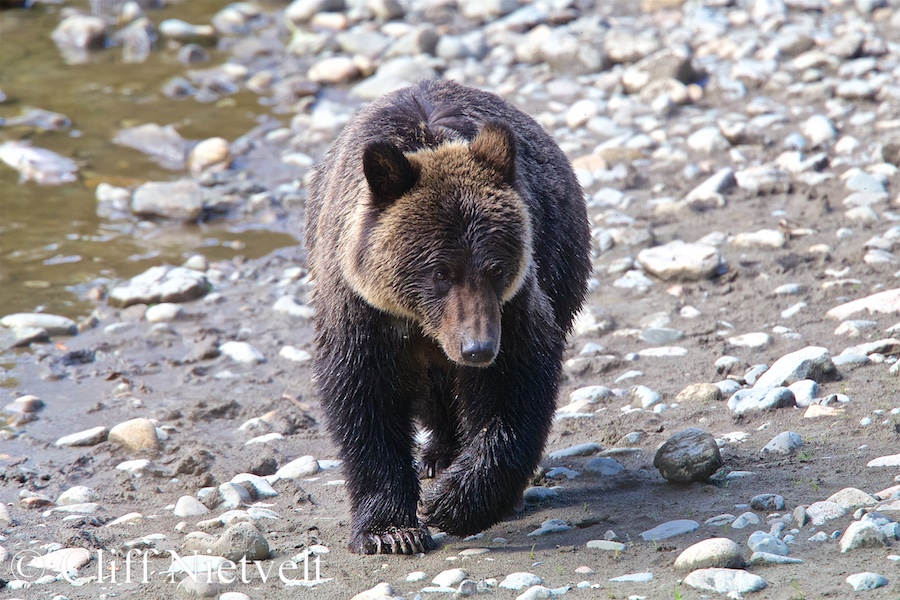 Grizzly Bear Cub Walking, GB019