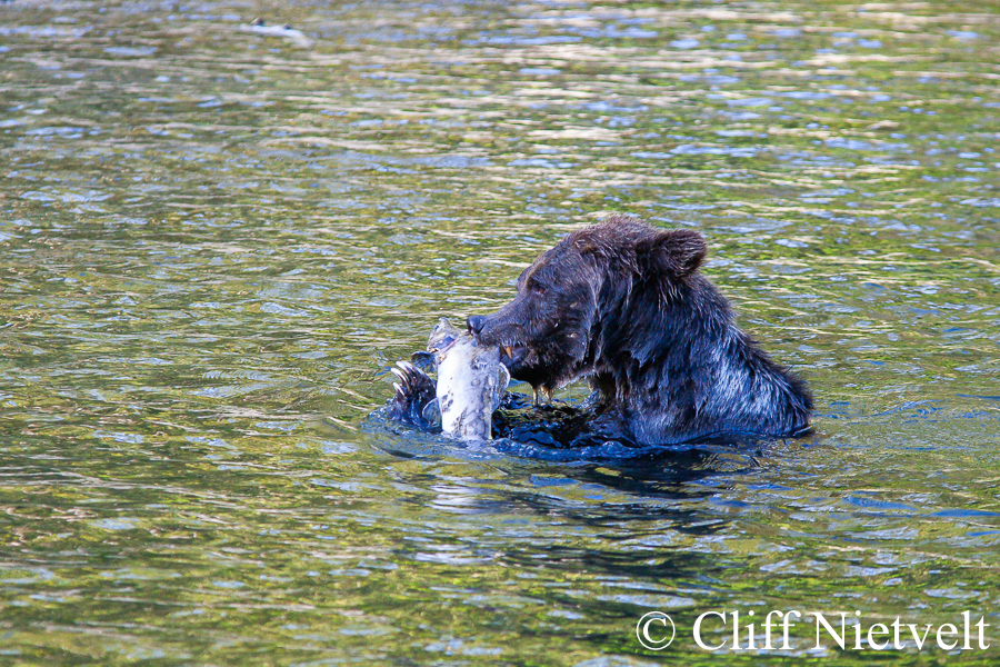 Grizzly Bear & Salmon, REF: GB022