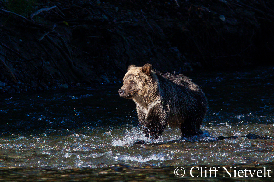 Grizzly Bear Cub Crossing Stream, GB023
