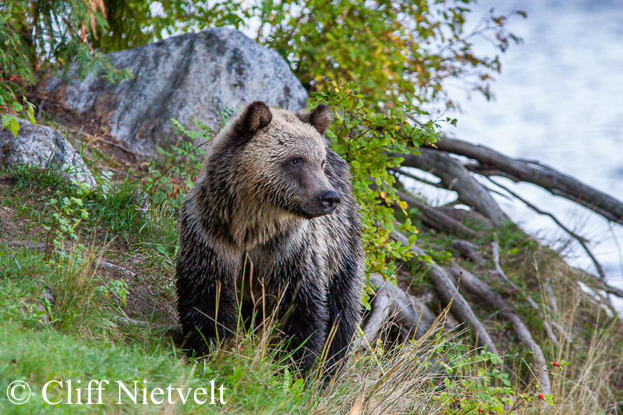 An Alert Grizzly Bear Cub, GB024