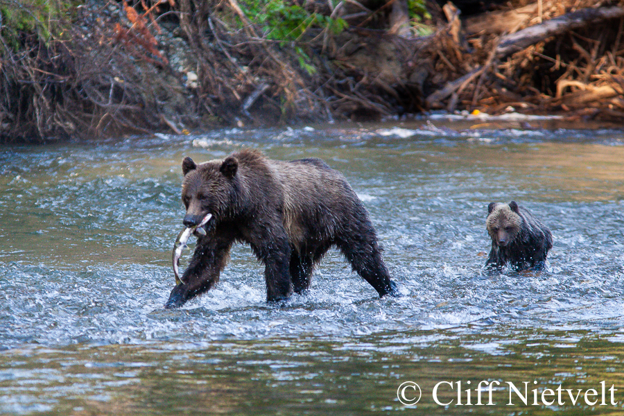 Sow grizzly with salmon and cub, REF: GB034