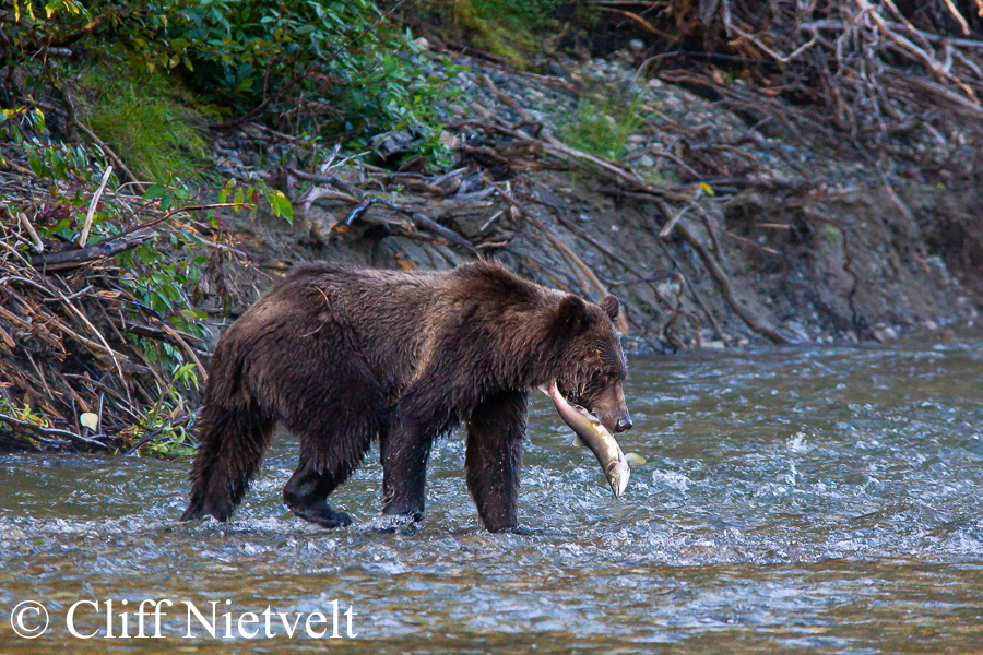 Sow Grizzly with Salmon, REF: GB036