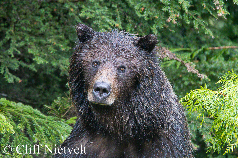 Wet-Headed Grizzly, REF: GB045