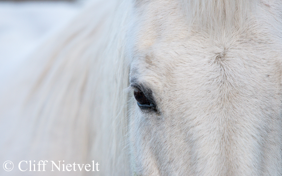 White Horse Close Up, REF: HORS005
