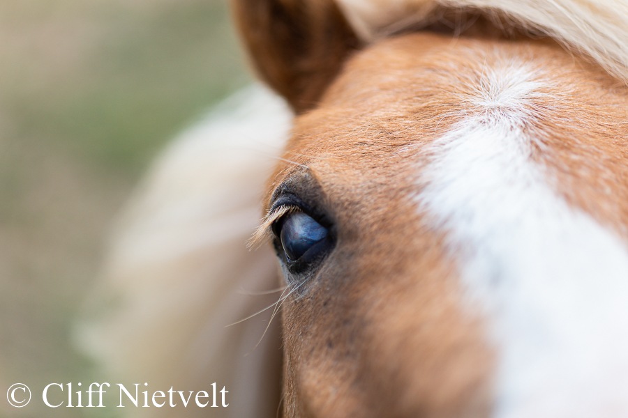 Miniature Horse Eye, REF: HORS013