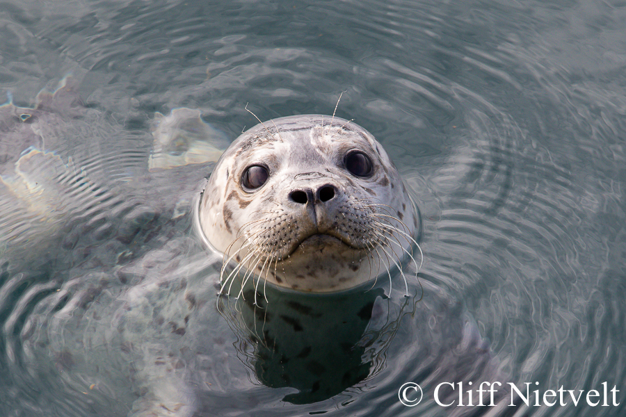 Harbour Seal, MAMA001
