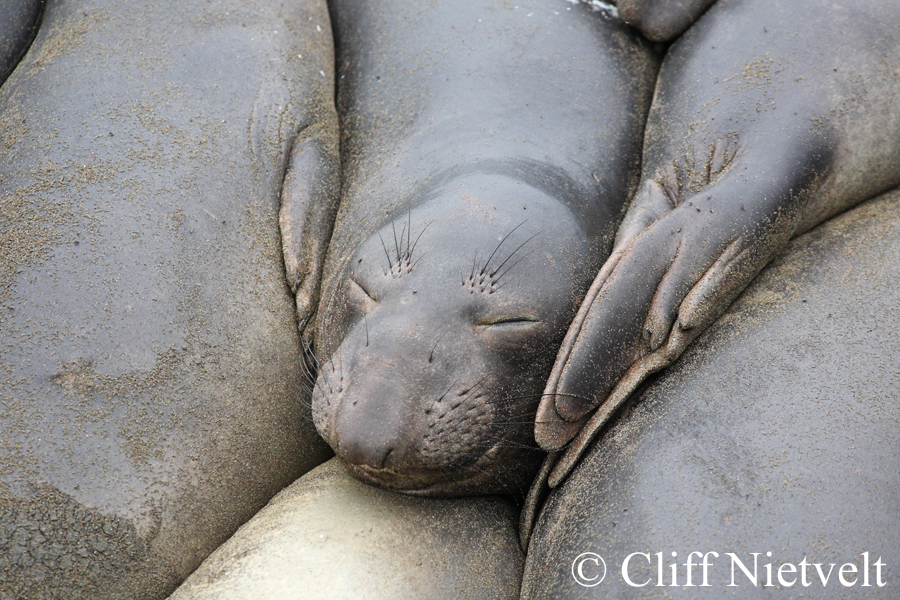 Resting Elephant Seal, MAMA002