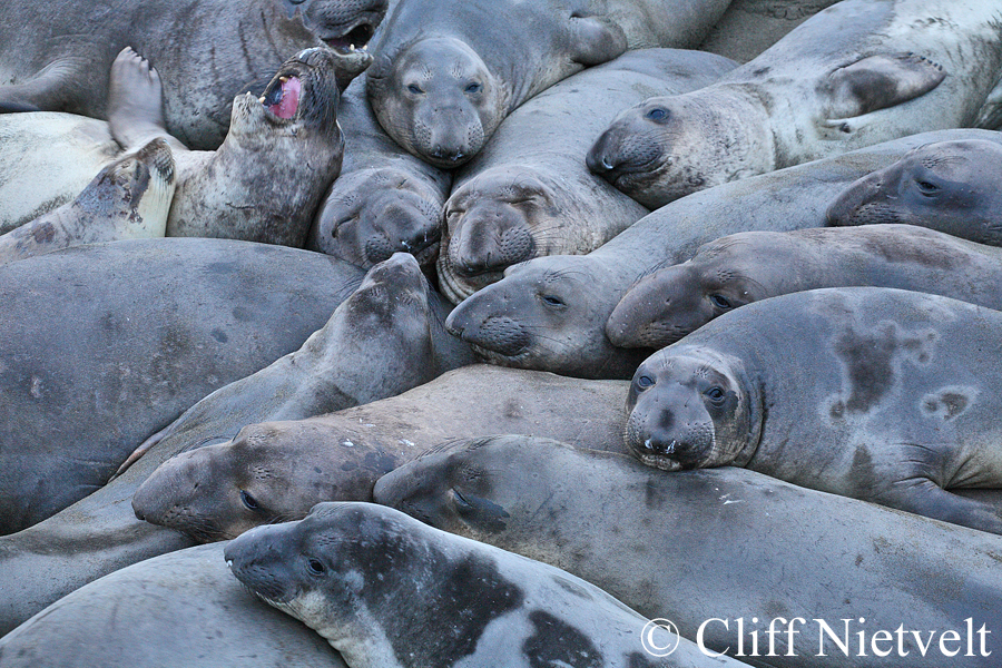 Group of Elephant Seals, MAMA003