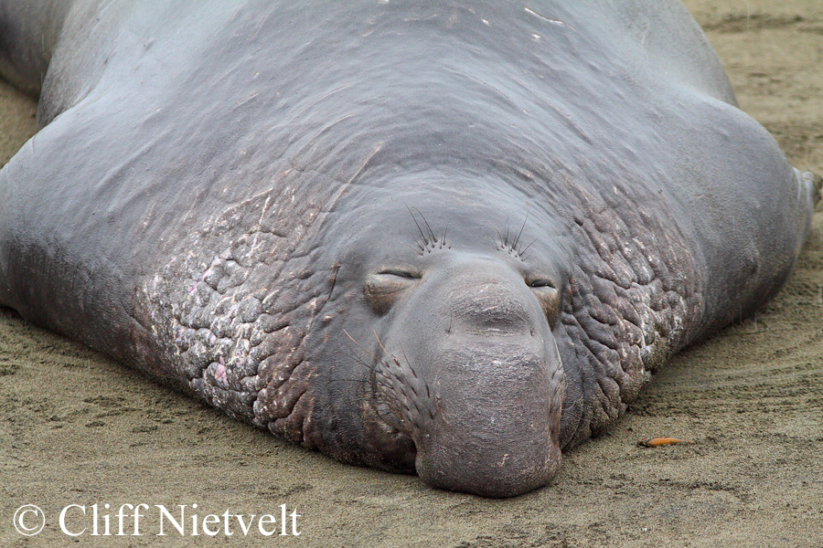 Sleeping Bull Elephant Seal, MAMA005