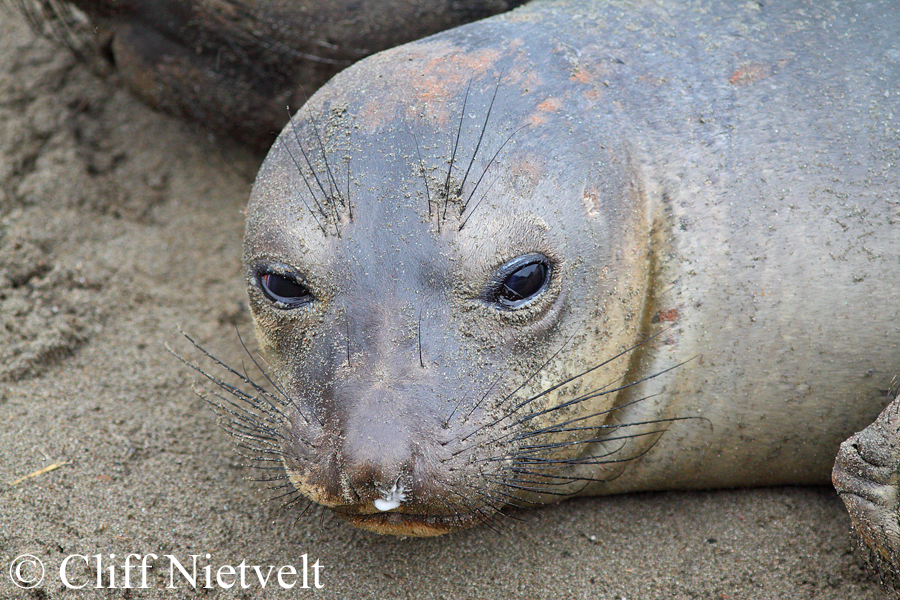 Juvenile Elephant Seal, MAMA006