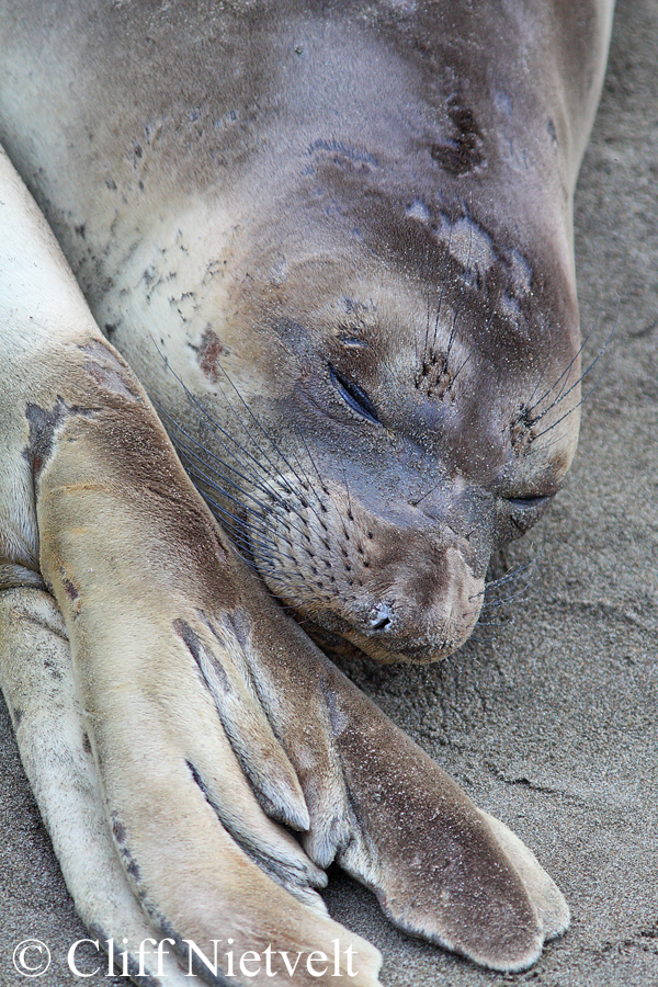A Sleeping Juvenile Elephant Seal, MAMA008