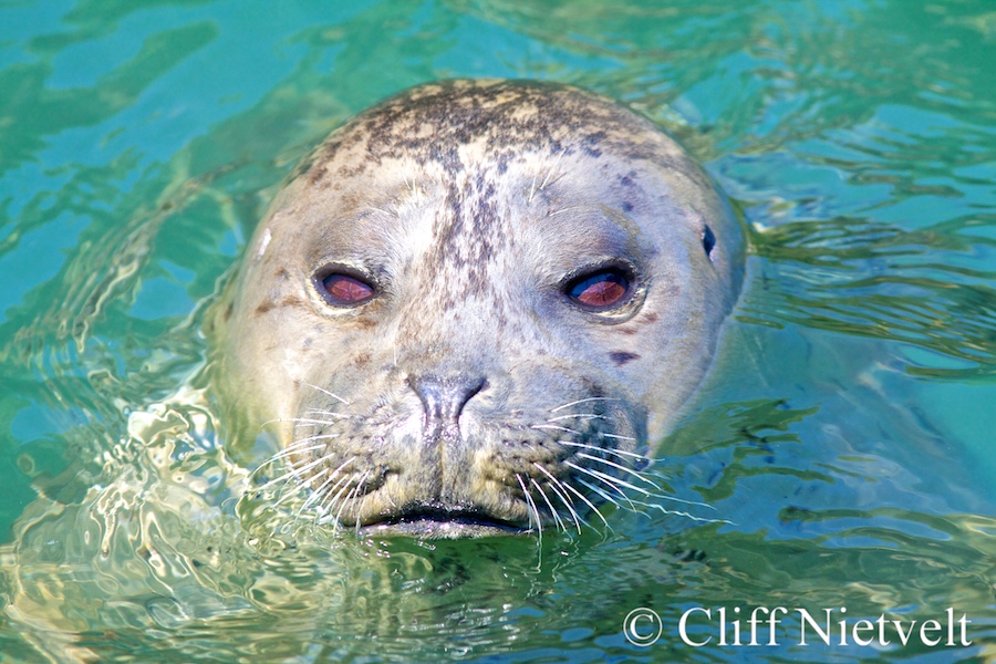 A Watchful Harbour Seal, MAMA013