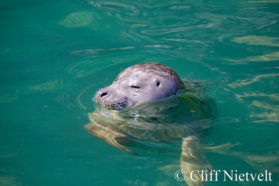 Chilling Harbour Seal, MAMA014