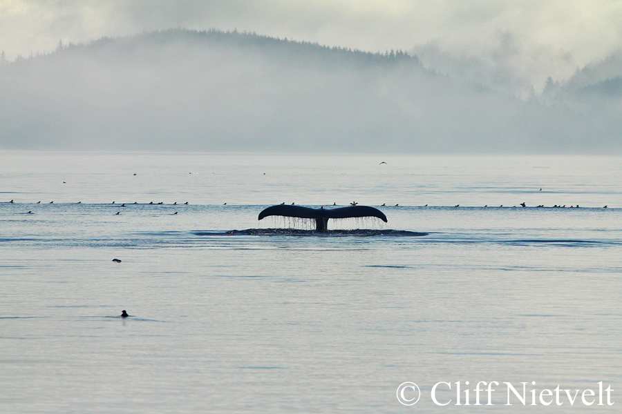 Humpback Whale Fluke, MAMA015