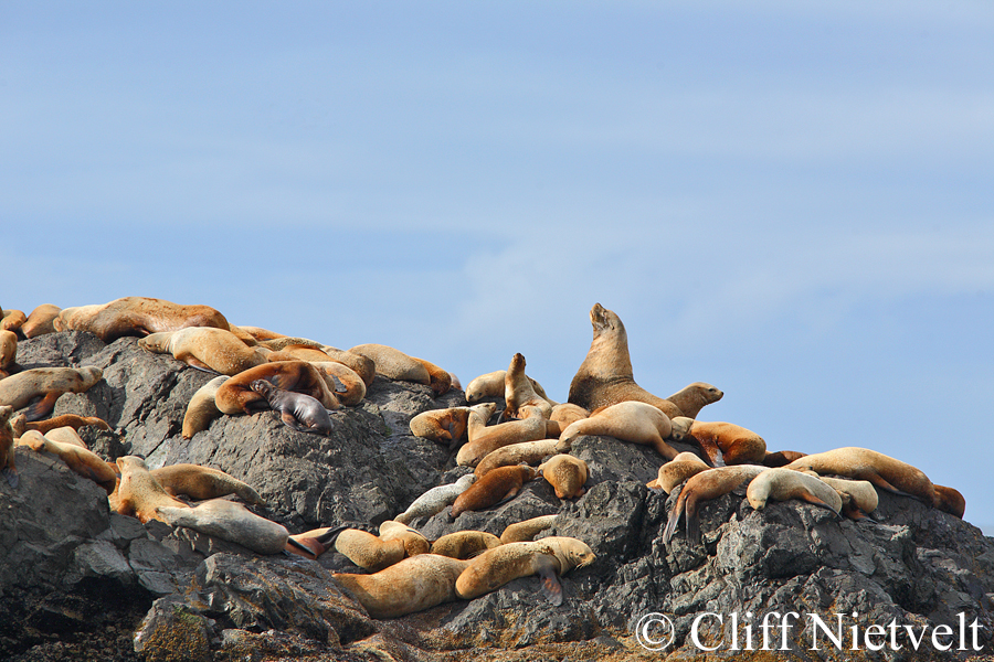 Colony of Steller Sea Lions, MAMA028