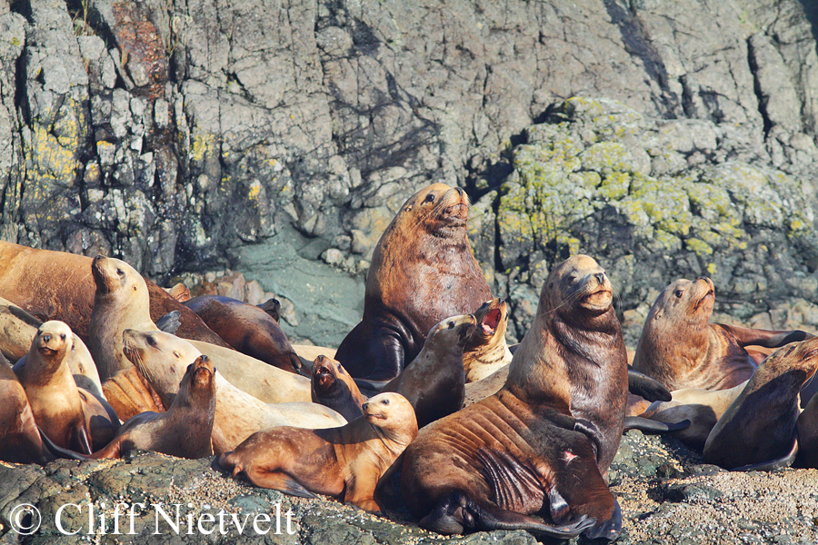 Steller Sea Lions of all Ages, MAMA030