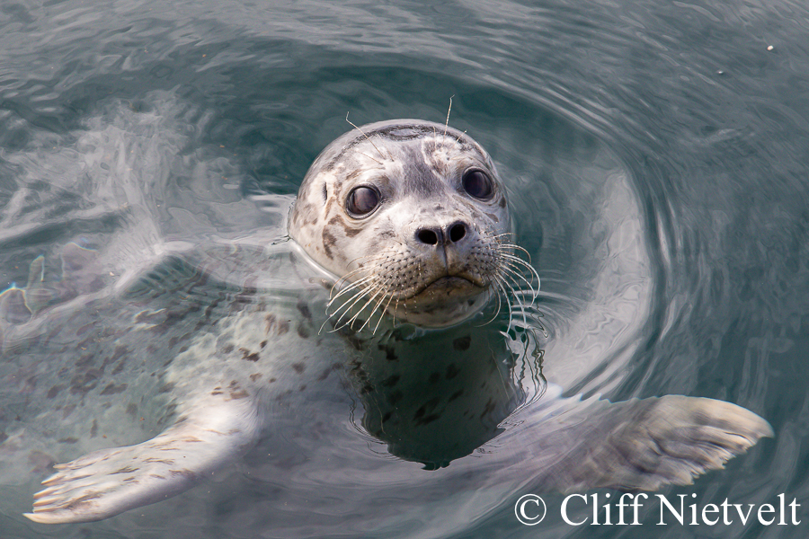 Curious Harbour Seal, MAMA035