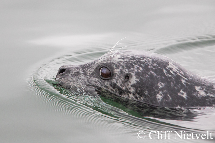 Harbour Seal Passing By, MAMA038