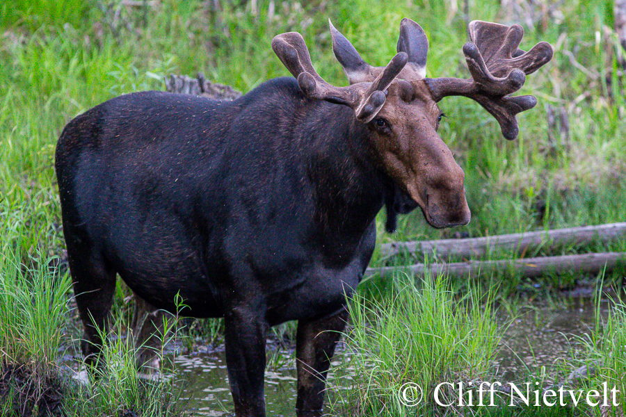 Bull Moose in Marsh, REF: MOOS004