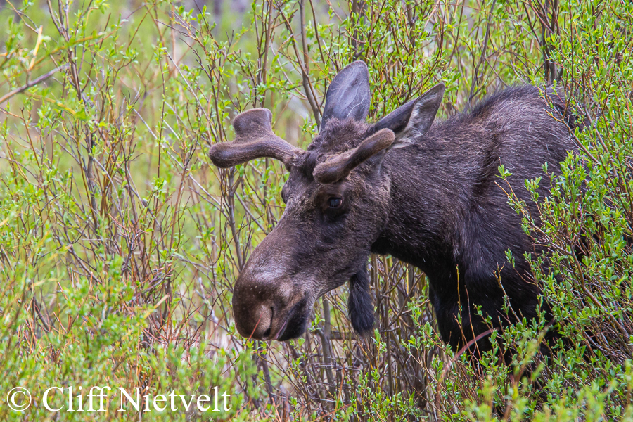 Bull Moose Emerging From the Willows, MOOS005