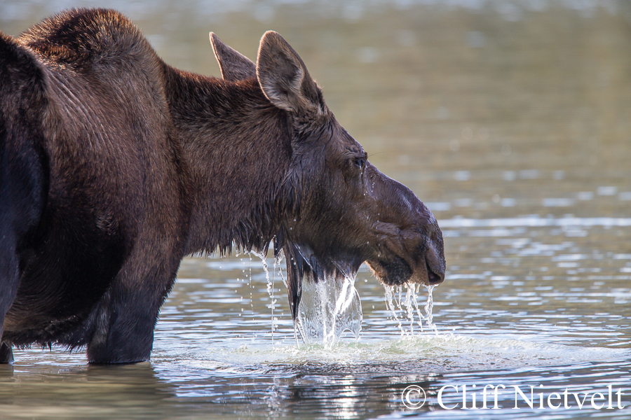 Cow Moose Feeding in a Lake, REF: MOOS007