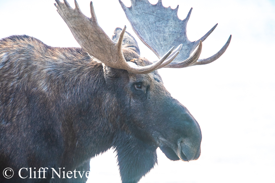 Back-Lit Bull Moose, REF: MOOS008