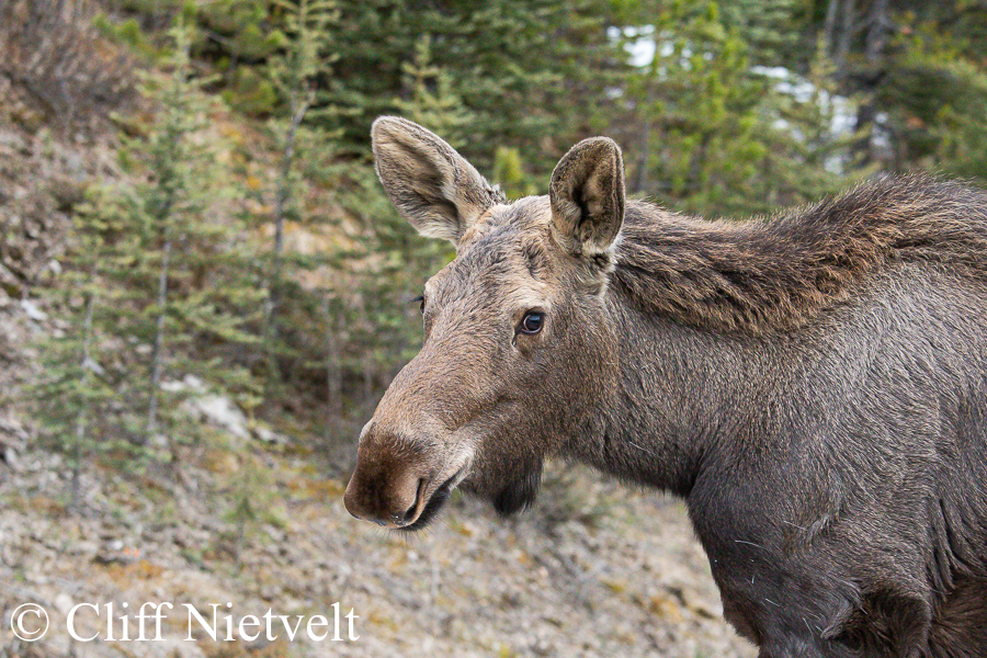 Yearling Moose Profile, REF: MOOS010