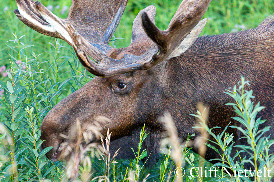 Late Summer Bull Moose, REF: MOOS011