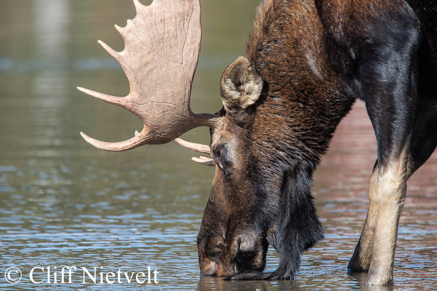 Bull Moose Drinking Water, REF: MOOS012