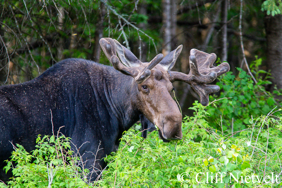 Spring Bull Moose Portrait, REF: MOOS014