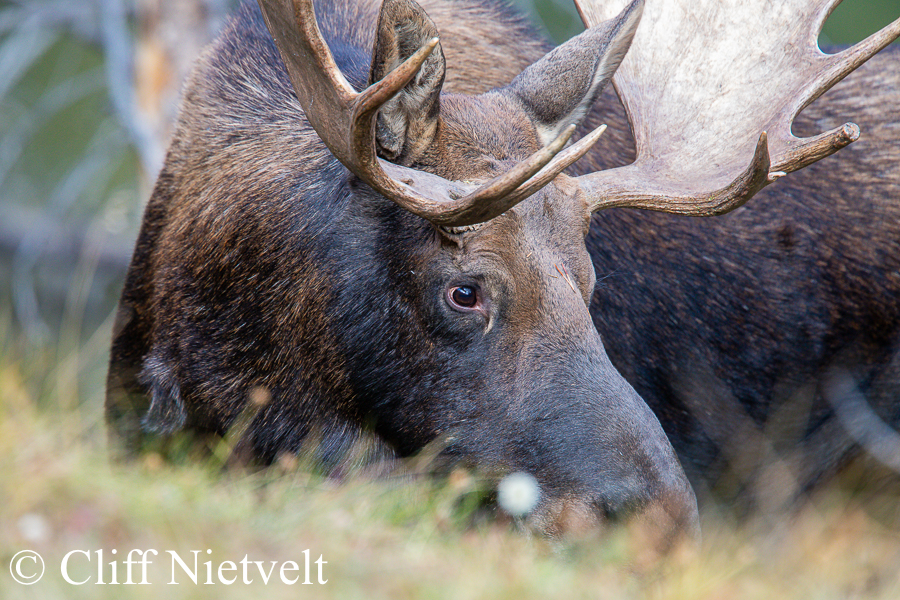 A Shy Bull Moose, REF: MOOS015