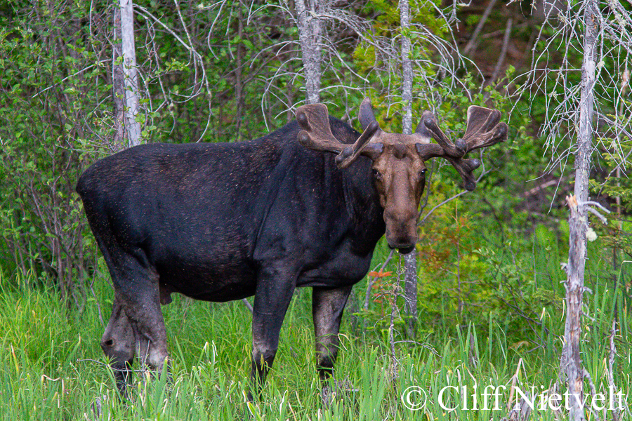 A Bull Moose in Early Spring, REF: MOOS017